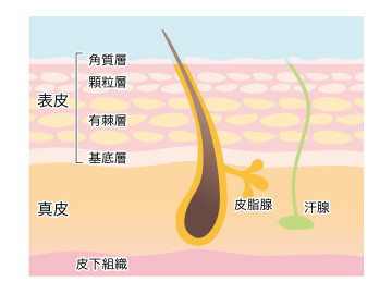 肌の構造