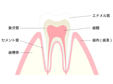 歯の構造