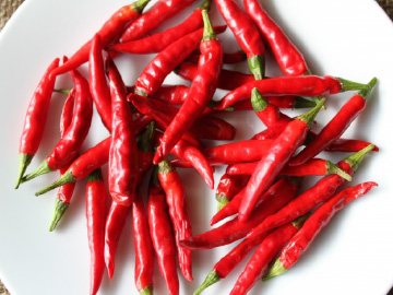 トウガラシ