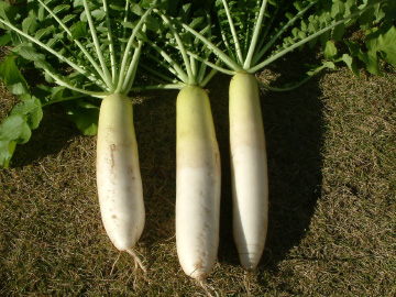 プランター栽培で収穫したダイコン