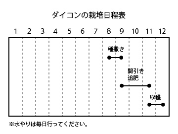 ダイコンの栽培日程表