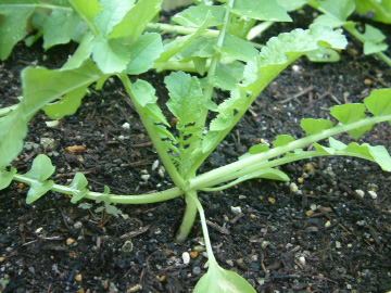 種撒き後1カ月経過