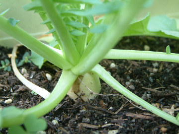 1カ月半後に肩がせり上がってきた