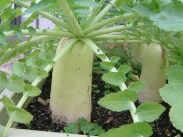 収穫適期のダイコン