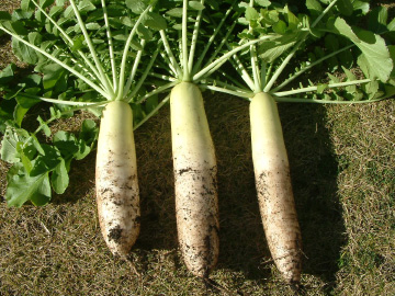 掘り出して収穫したダイコン