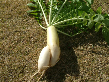二股のダイコン
