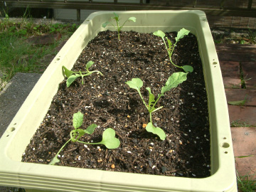 ダイコンの間引き