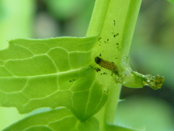 ダイコンの葉を食べていたイモムシ