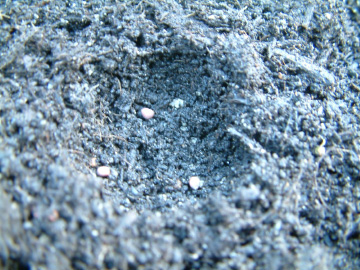 ダイコンの種撒き