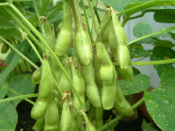 エダマメの実