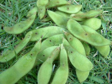 エダマメのさやが穴だらけ