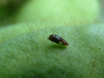穴だらけのエダマメのさやの中に虫（ダイズサヤタマバエ）
