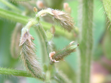 エダマメの生長初期のさや