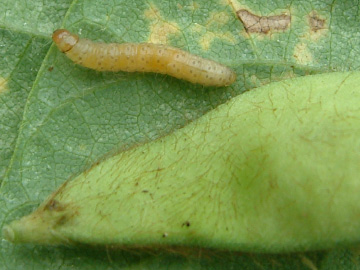 実を食べるイモムシ