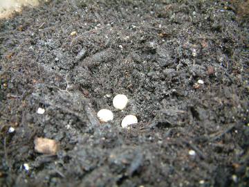 エダマメの点まき