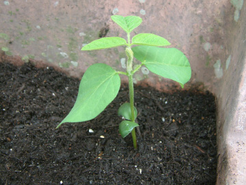 エダマメの苗の植え付け