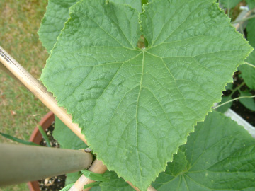 キュウリの正常の葉