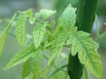 トマトのマンガン不足の葉