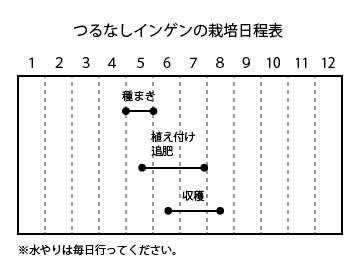 つるなしインゲンの栽培日程表