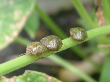 インゲンに寄生するカメムシ