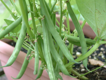 つるなしインゲンのさや