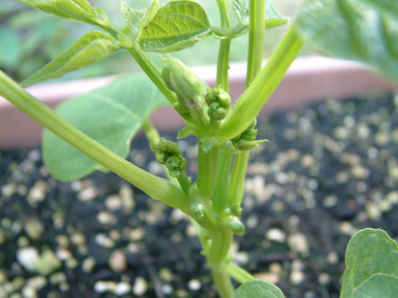 つるなしインゲンの花のつぼみ