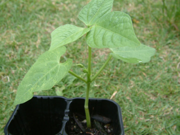 つるなしインゲンの苗