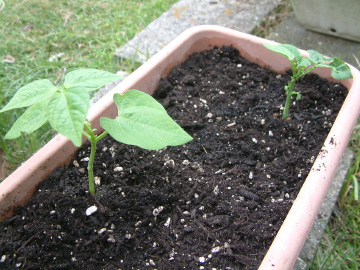 つるなしインゲンの苗の植え付け