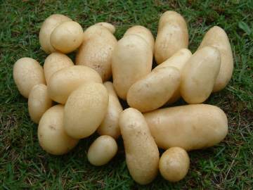 プランター栽培で収穫したジャガイモ(メークイン)