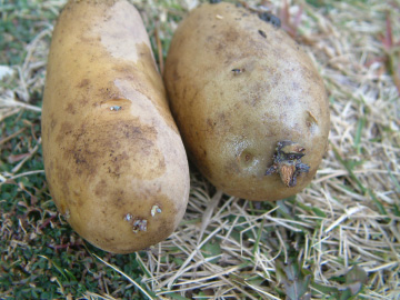 ジャガイモ（芽出しした種いも）