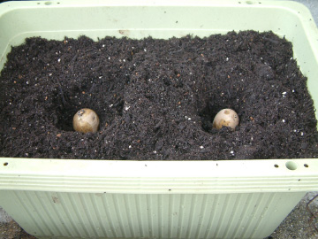 ジャガイモの種いもの植え付け