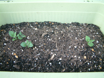 ジャガイモの生長初期