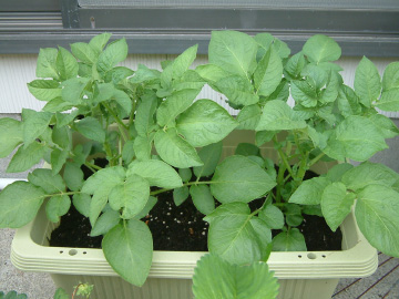 生長したジャガイモの苗