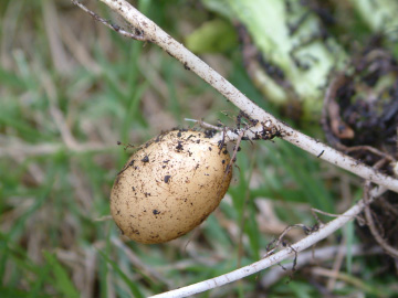 地下茎が肥大するジャガイモ