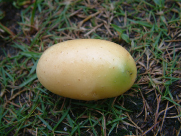 緑化したジャガイモ