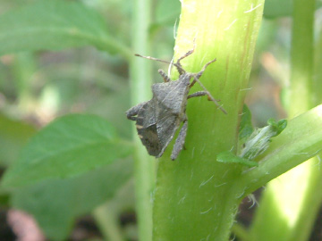 ジャガイモの茎から汁を吸っているカメムシ