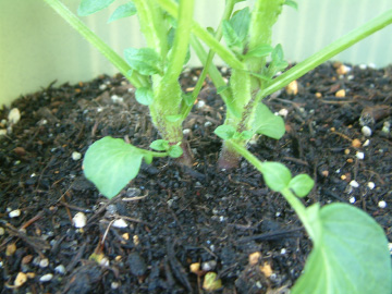 ジャガイモの増し土する前