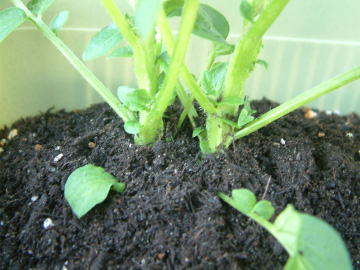 ジャガイモの増し土した後