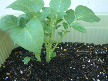 ジャガイモの芽かき後