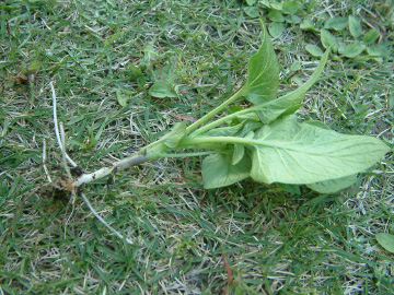 ジャガイモの芽かきした芽