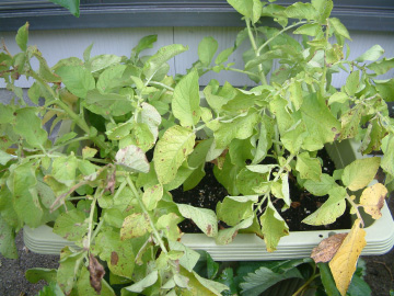 収穫適期のジャガイモ