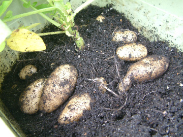 試し掘りしたジャガイモ