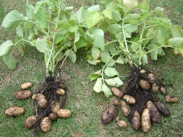 掘り出して収穫したジャガイモ
