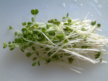 水耕栽培で収穫した貝割れ大根