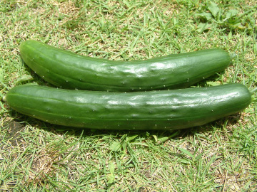 プランター栽培で収穫したキュウリ(夏すずみ)