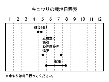 キュウリの栽培日程表