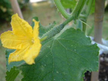 キュウリの雌花