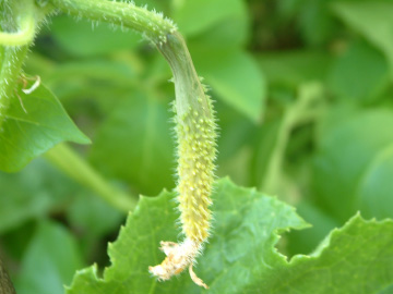 大きくならずに枯れたキュウリ