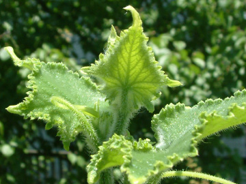 生長点の摘芯前