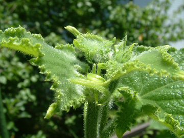 生長点の摘芯後
